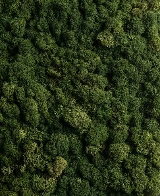 Bosque verde sostenible