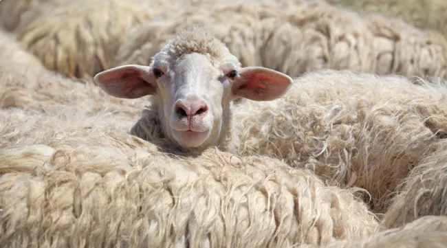 ovejas lana responsable